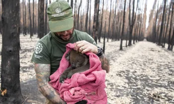 Rescuer holds koala after wildfires