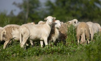 Sheep