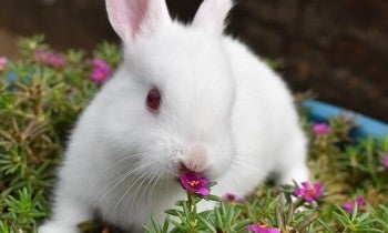 rabbit, bunny