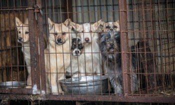 A dog with grey hair, far right (Shadow), bound for the U.K., is locked up in a cage along with other dogs at a dog meat farm in Wonju, South Korea