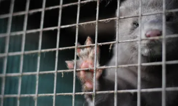 A close up photo of a mink in a dirty cage