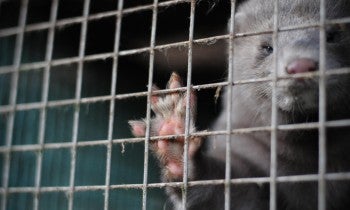 A close up photo of a mink in a dirty cage