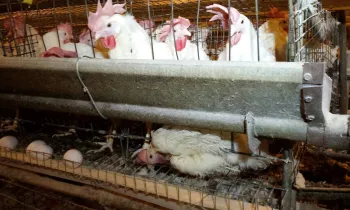 chickens confined in a factory farming environment