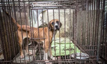 A dog is shown locked in a cage at a dog meat farm in Namyangju, South Korea