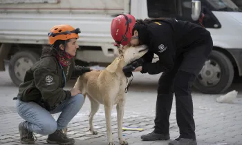 Humane Society International team members assess a dog they met as the team worked to rescue pets stranded in earthquake-damaged homes in Antakya.