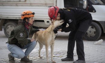 Humane Society International team members assess a dog they met as the team worked to rescue pets stranded in earthquake-damaged homes in Antakya. 