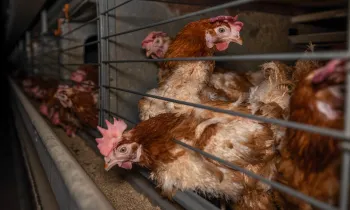 a group of chickens in a cage