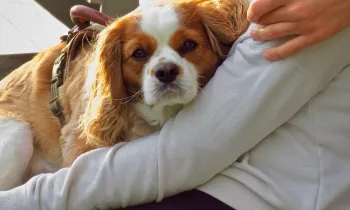 A woman holds her dog on her lap