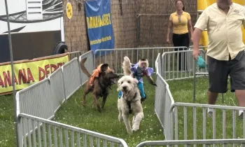 Capuchin monkeys strapped to the back of dogs, running in tight circles