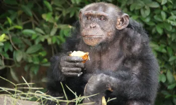 a chimpanzee holding a piece of fruit