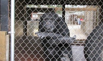 Chimp in cage