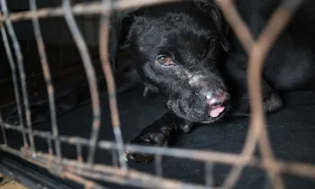 Black dog with scarring consistent with dogfighting