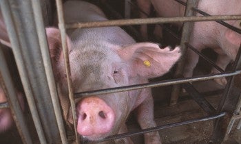 a pig in a cage