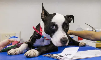 A dog is examined by a veterinarian during a Humane World for Animals disaster relief veterinary services clinic after Hurricane Helene