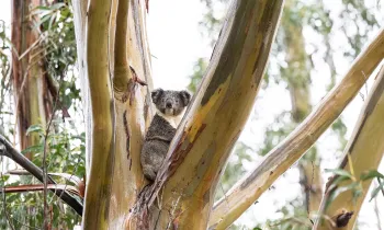 Animals thriving in Australia, years after the wildfires