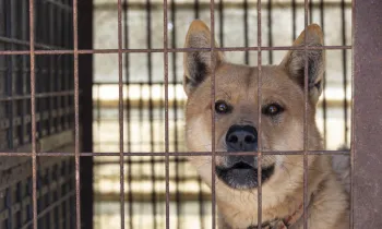 A light brown dog looks out from behind a wire cage at a dog meat farm.