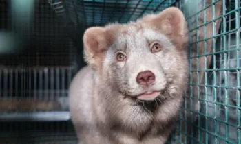 Fox fur farm investigation in Finland, carried out by Humane World for Animals in collaboration with Finnish animal protection group Oikeutta eläimille in late October 2024.