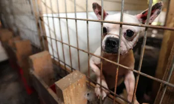 A Boston terrier looks out of its cage