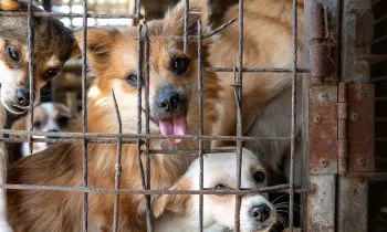 Dog behind bars, part of the cruel dog and cat meat trade