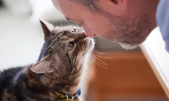 A man and his cat touch noses as a sign of affection toward one another