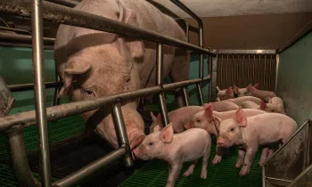 Mother pig with piglets