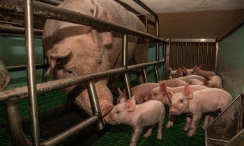 Mother pig with piglets