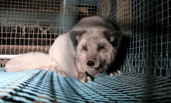 Fox in a cage at a fur farm