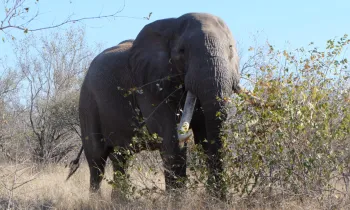 Makalali Game Reserve_Elephant Immunocontraception and Humane Journeys
