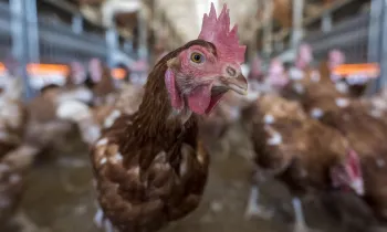 Chickens in chicken house