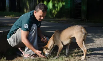 A person petting a dog