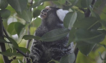 a monkey in a tree