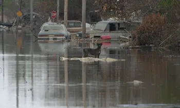 a dog walking in a flooded street