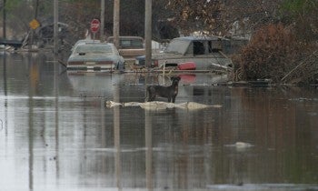 a dog walking in a flooded street