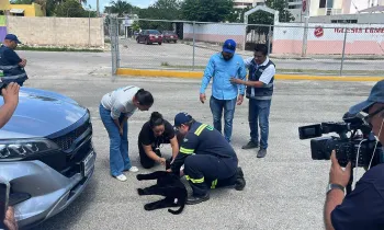 Hurricane drill in Merida, Yucatan, Mexico. Dog hit by a car
