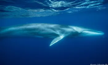 Fin whale