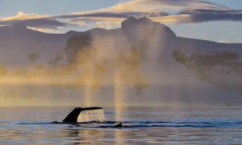 Whale breaching in Iceland