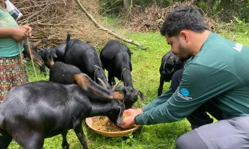 Humane World for Animals India providing feed to over 12,000 animals post the Odisha floods.