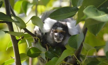 George, male marmoset rescued from the pet trade
