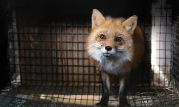 A fox stands in a cage at a fur farm in Ohio, just before being rescued. 