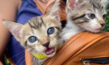 Two kittens in a backpack