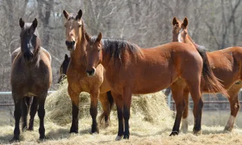 Wild horses eat hay at their new home