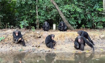 The six chimps of Island 4 gather at the shore on the morning of the big move. They watch as their caregivers prepare to toss each of them a mango treat.