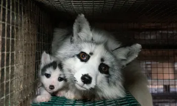 Adult and baby fox in a cage on a fur farm in Finland