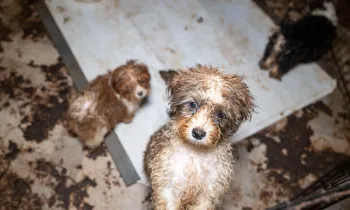 Small havanese dogs look up from dirty pen