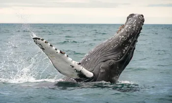 Photo of a humpback whale breeching.
