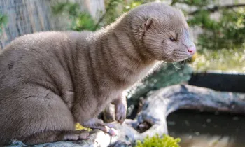 Mink at a sanctuary in his environment