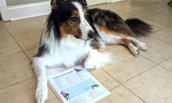 Picture of a dog with the Fall 2025 Paws and play puzzle.