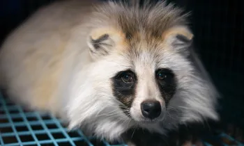 Raccoon dog on Finland fur farm