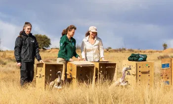 Three people release two Cape vultures from wooden crates back into their natural habitat in South Africa