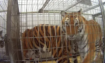 Tigers in cages